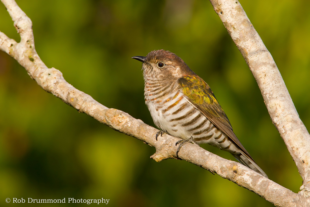 Shining Bronze-Cuckoo
