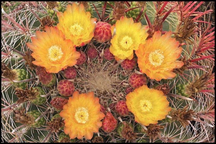 Barrel Cactus Flowers