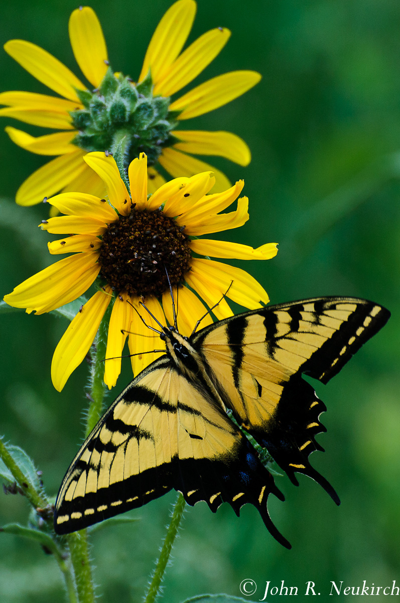 Tiger Swallowtail