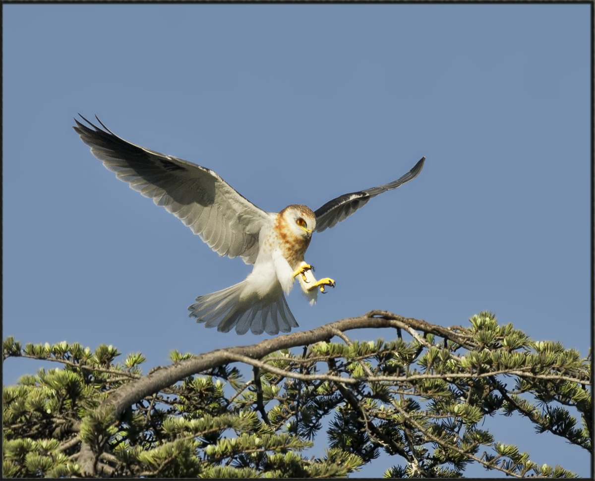 Juvie Kite