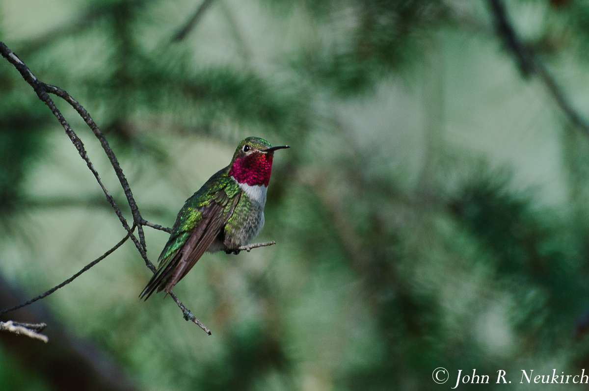 Male Hummingbird
