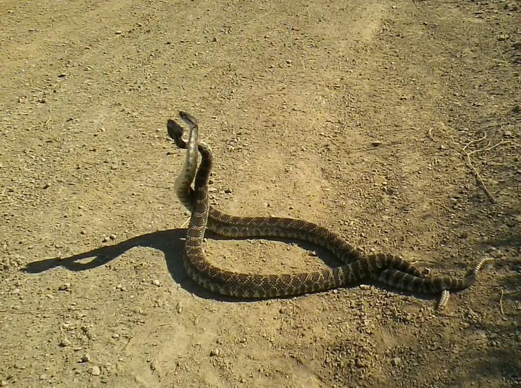 WC 548 Rattlesnake Dance