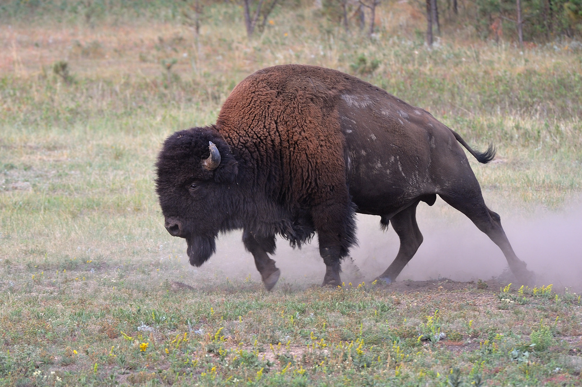 Bison attitude w/repost