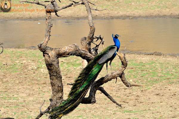 The Indian Peafowl
