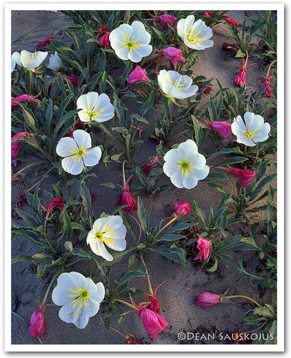 Bloomin Dune