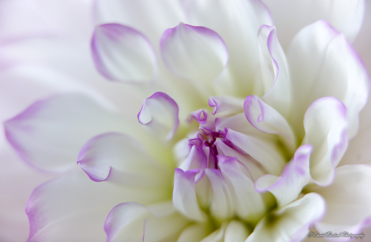 Dahlia Dream