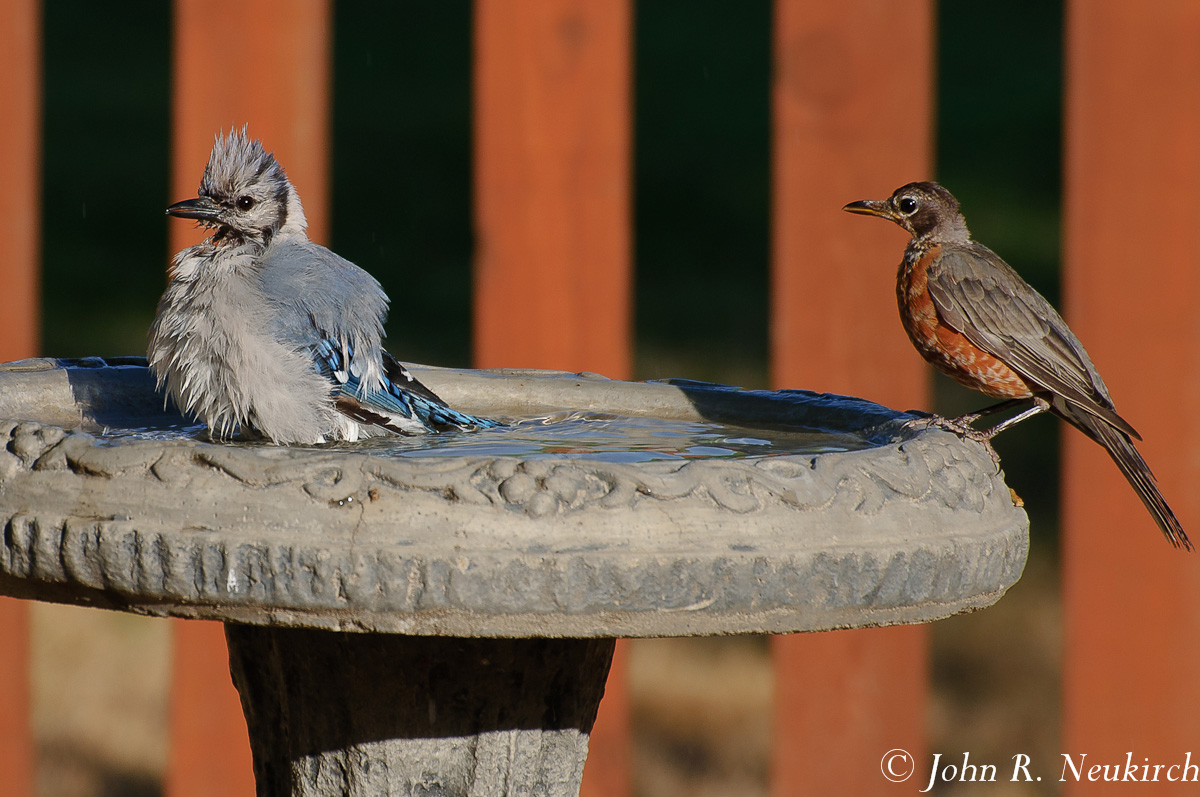 Bath time in the yard.
