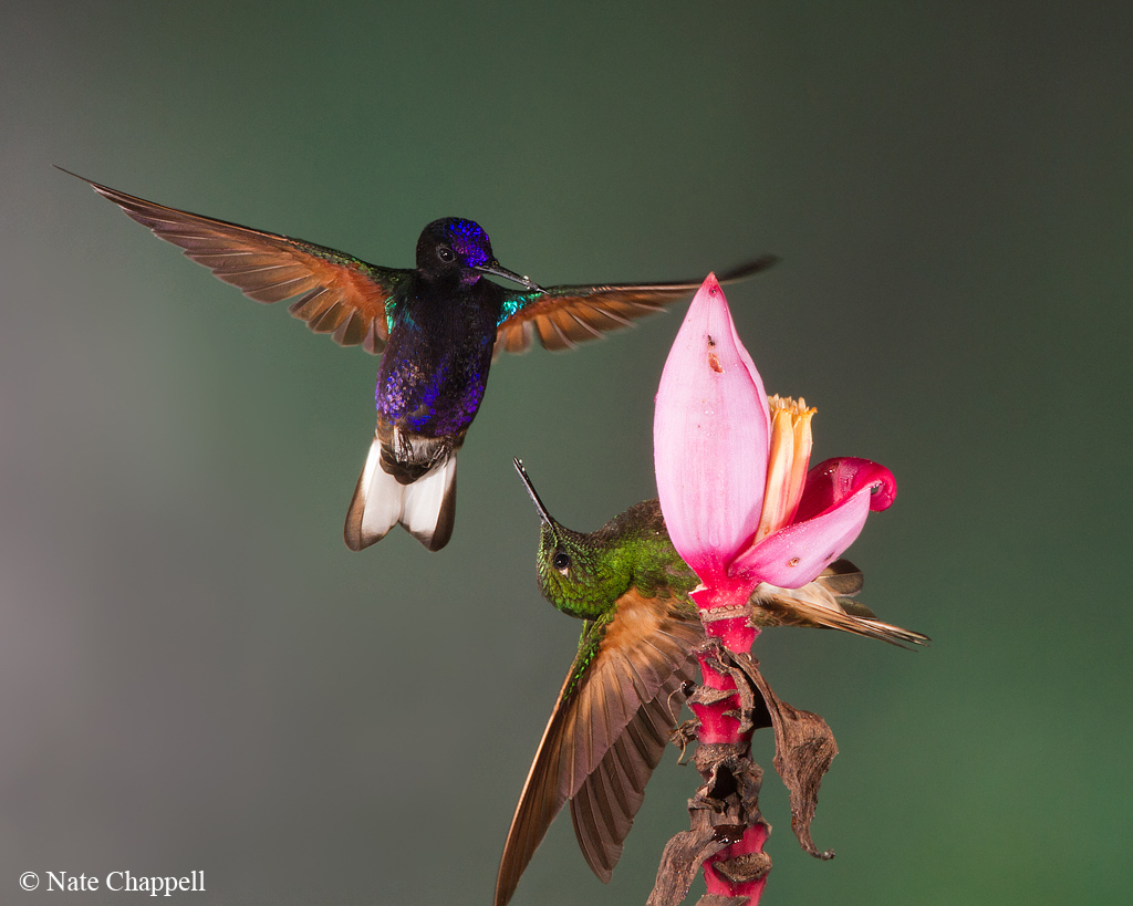 2 Species of Coronet II