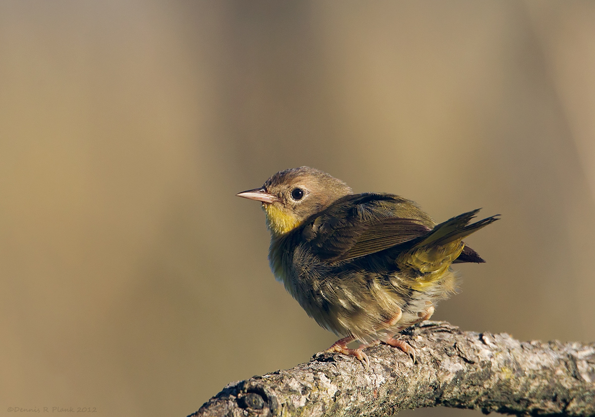 Common Yellowthroat