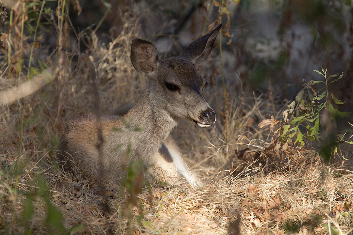 Doe Days of Aug