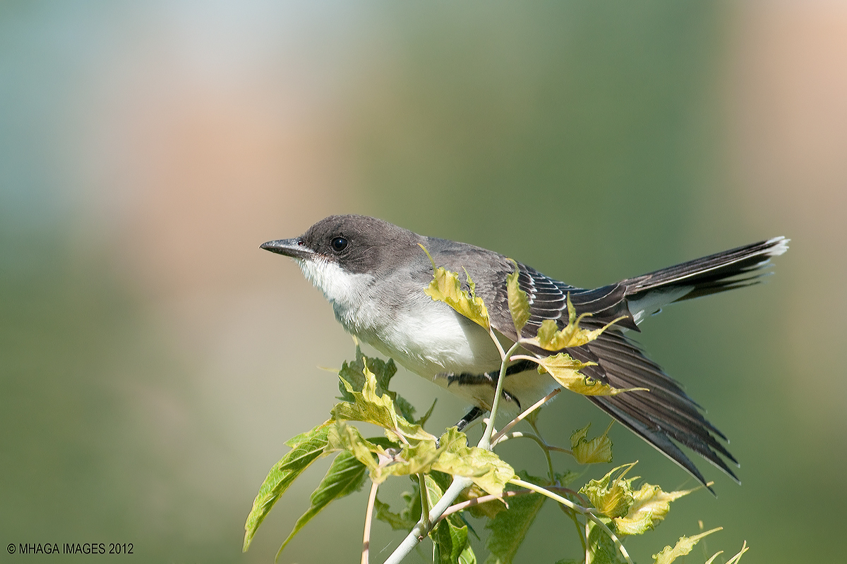 Eastern Kingbird + repost