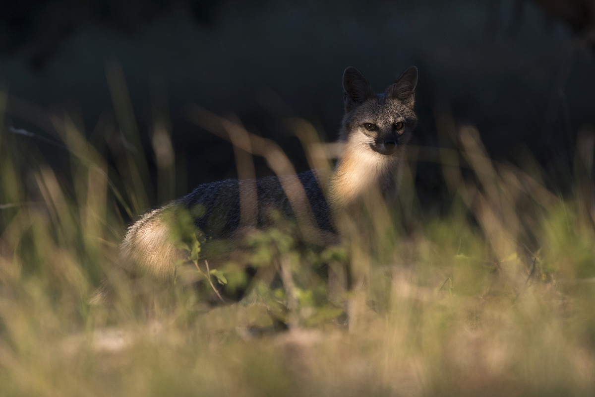 shadow gaze