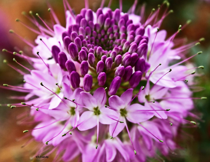 Rocky Mountain Bee Plant