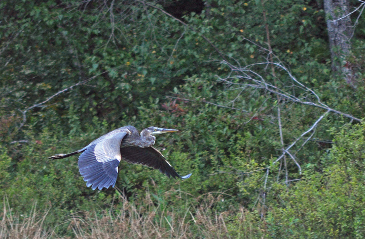 GBG Flight