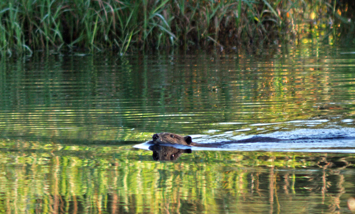 Beaver Swim