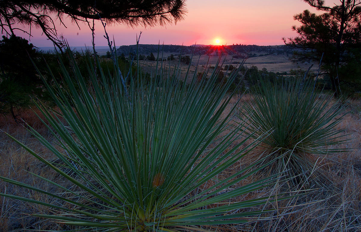 Yuccas at Sunrise