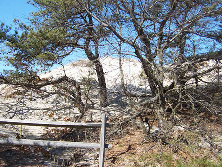 trees on a sandy hill