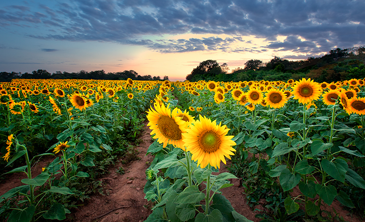 Sunflower Field # 2