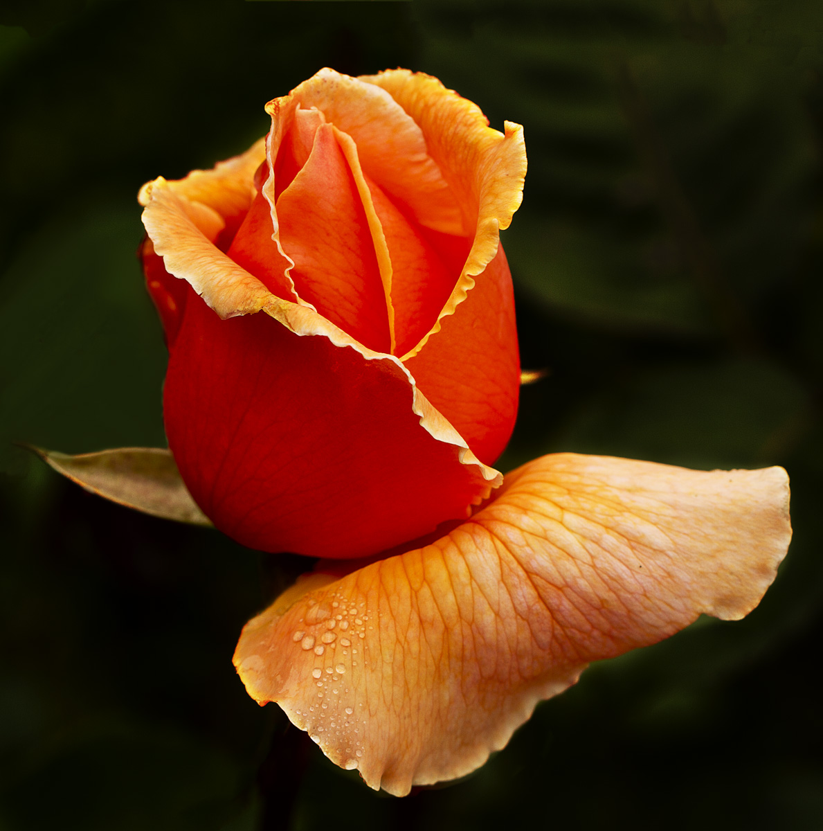 Shore Acres Rose