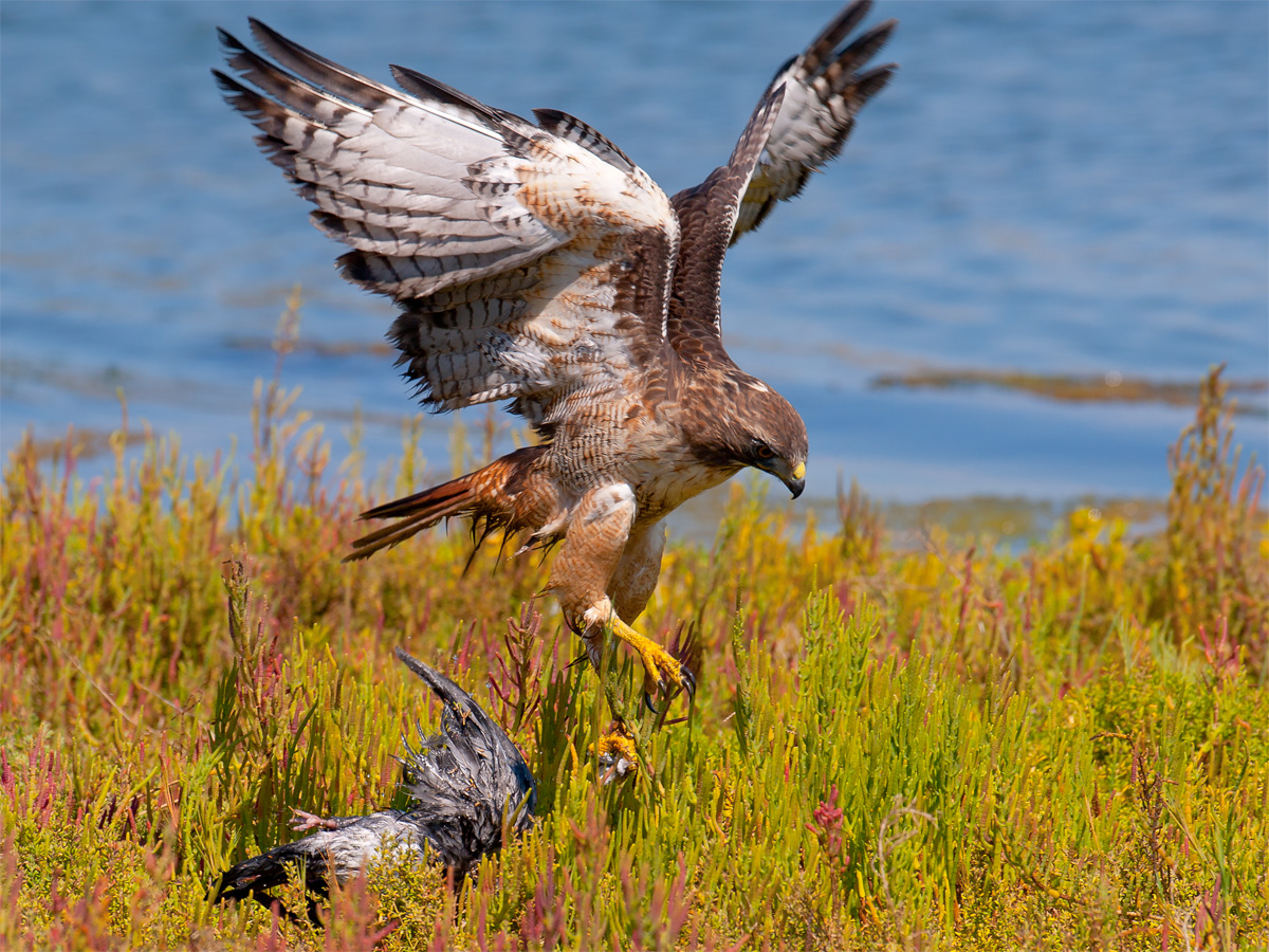 Red Tail with Kill