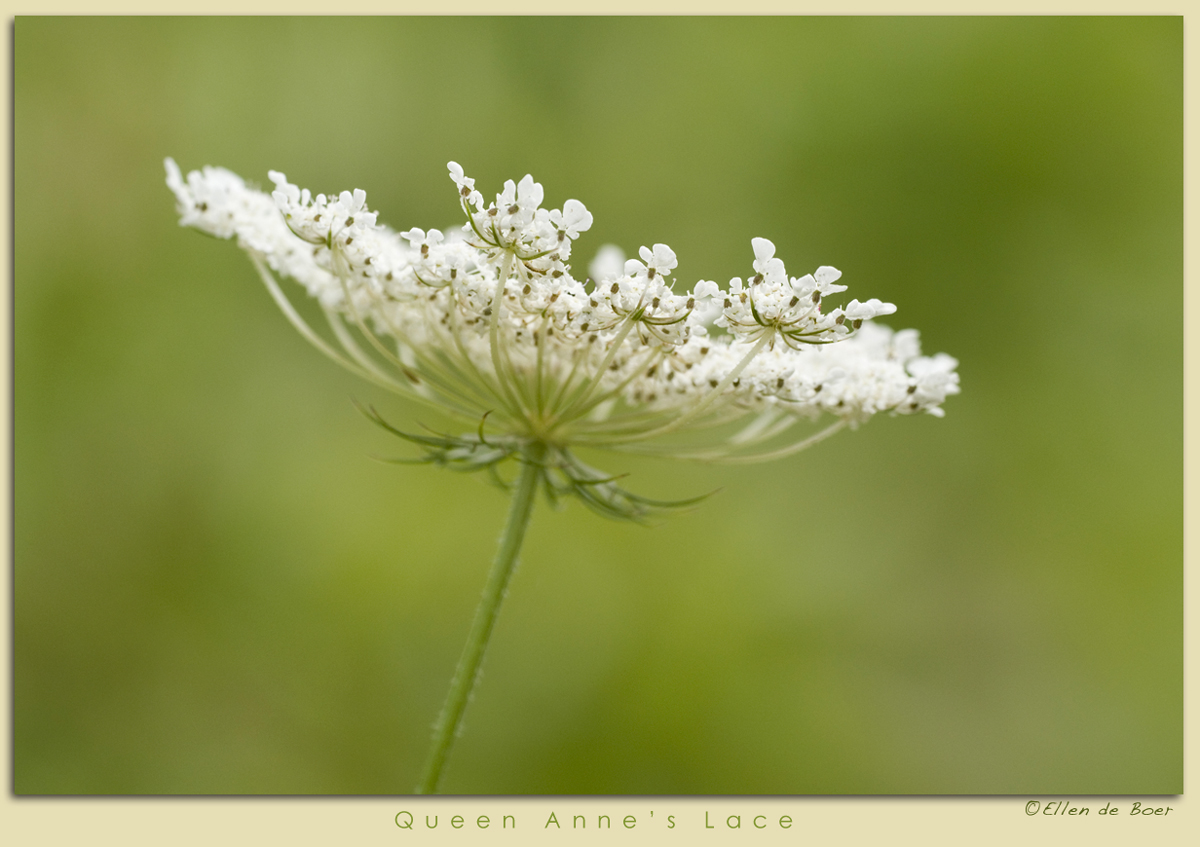 Queen Anne's Lace