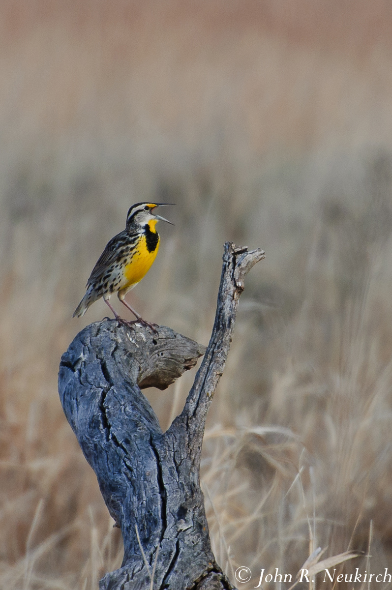 Western Meadowlark