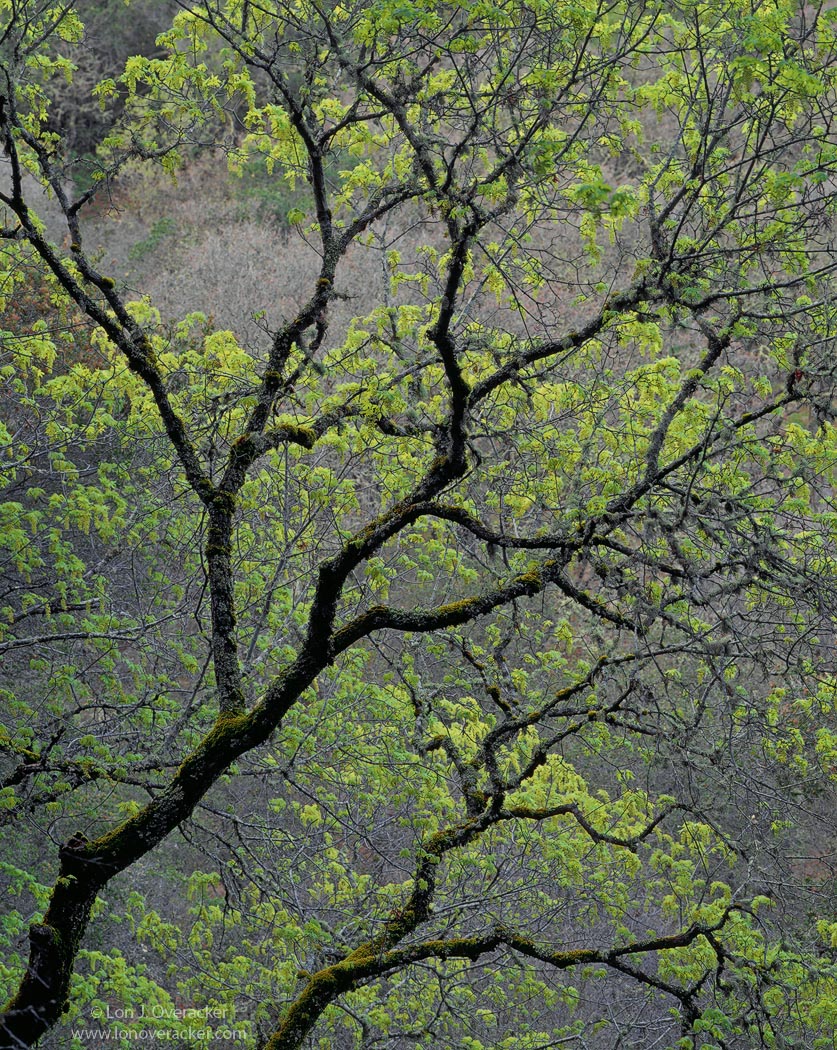 Emerging Spring
