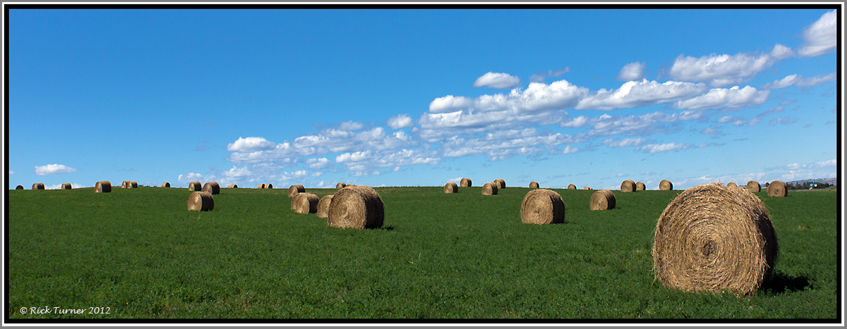 Calgary Hay Field