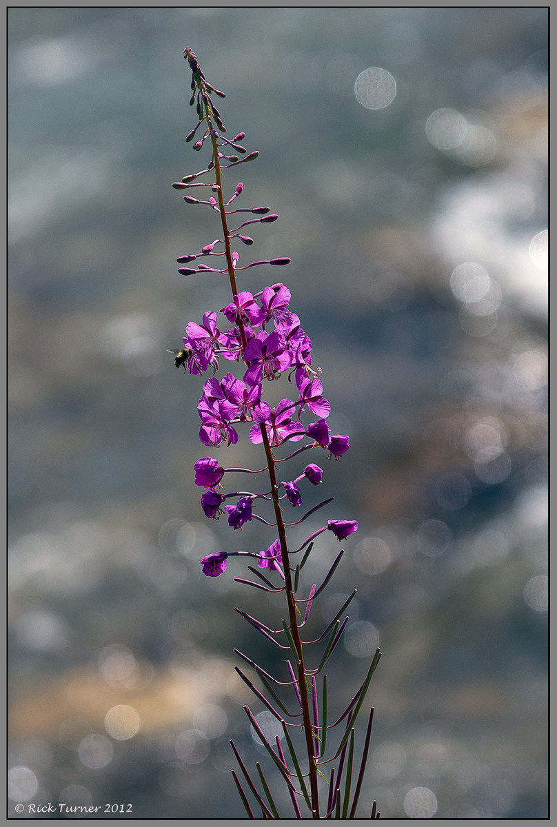 Wild Flower