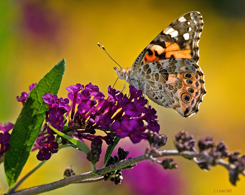 Painted Lady