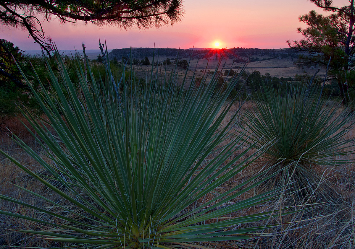 Yuccas at Sunrise Repost