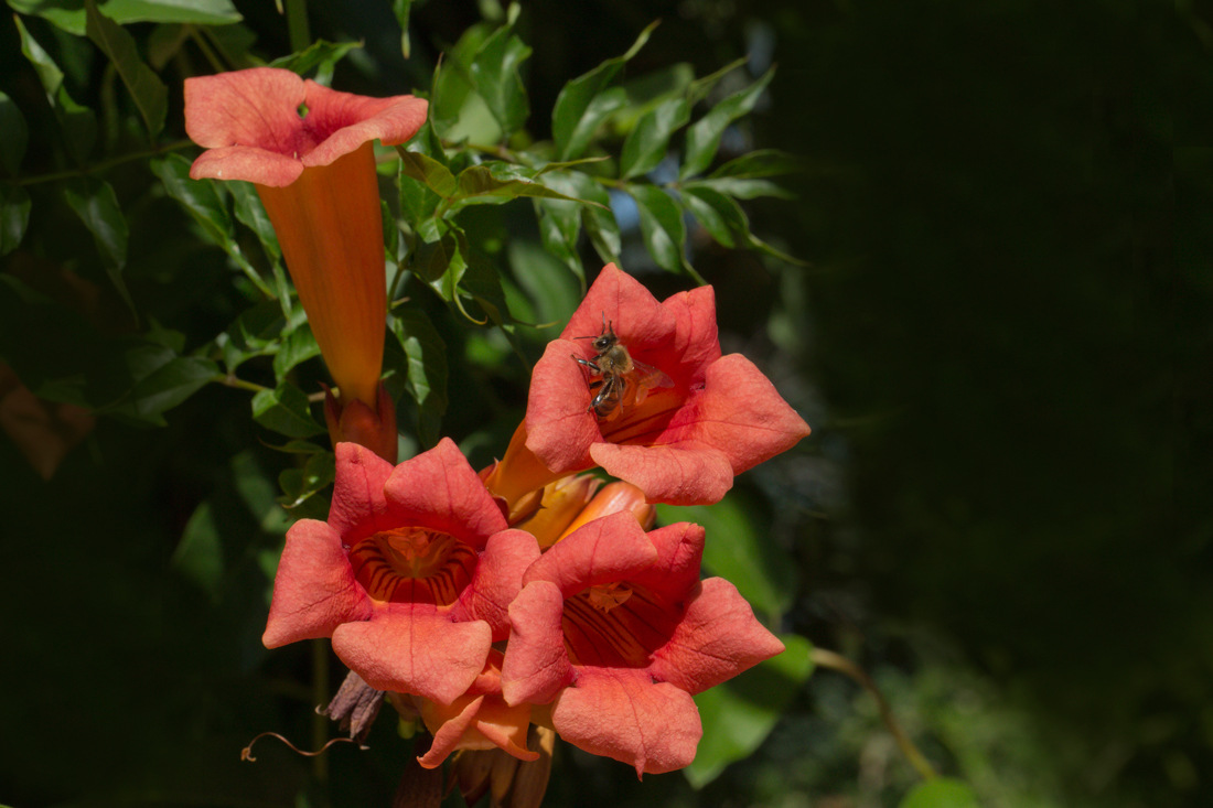 Campsis Radicanns