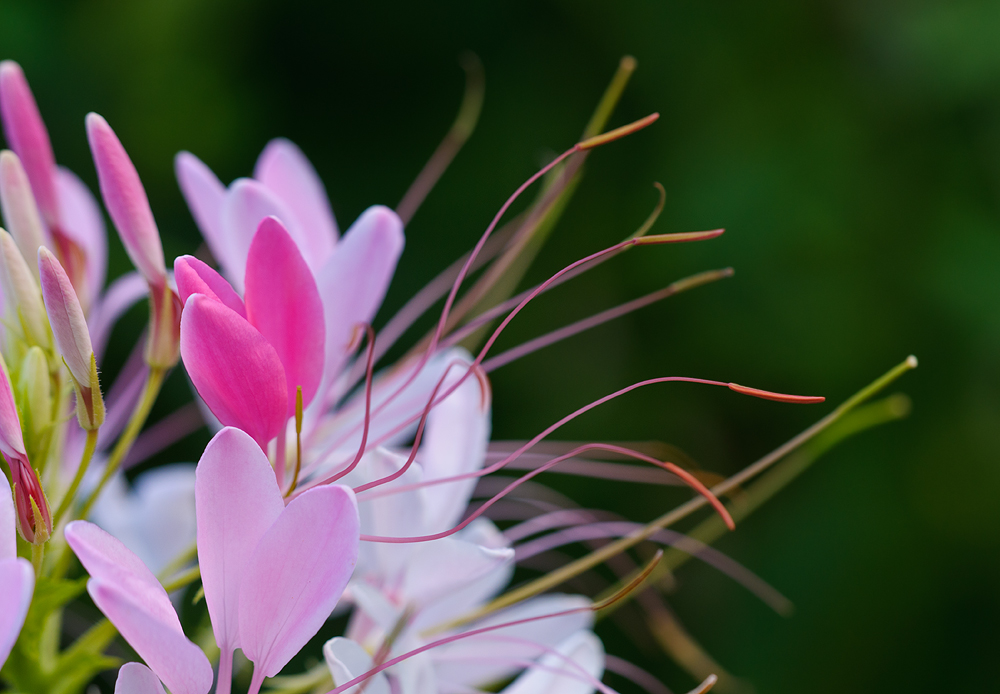 Cleome series #3