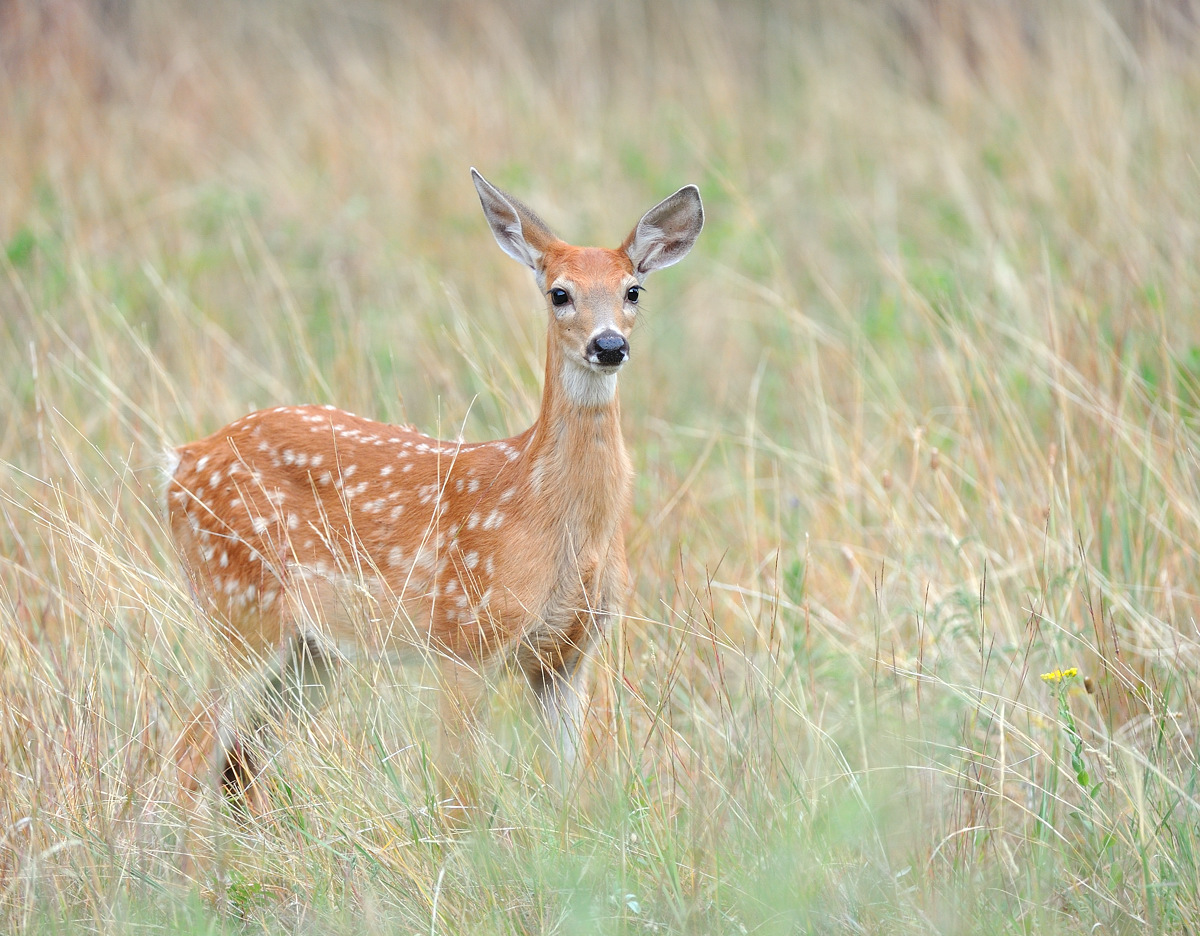 fawn in tall grass