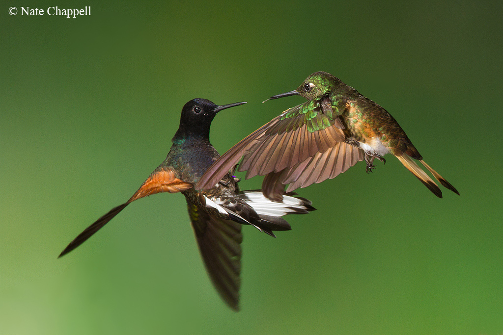 Coronet Mid-Air Battle