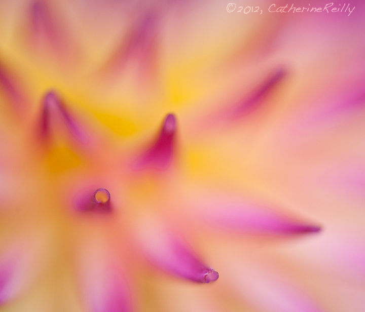 Dahlia Dreamscape
