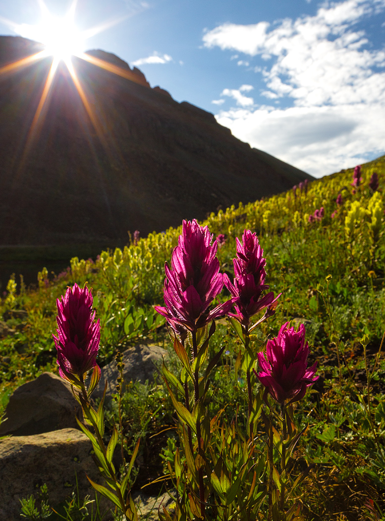 Backlit Flowers