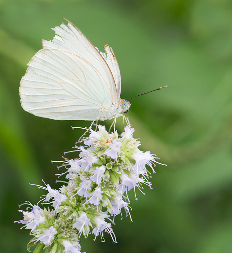 Butterfly # 6