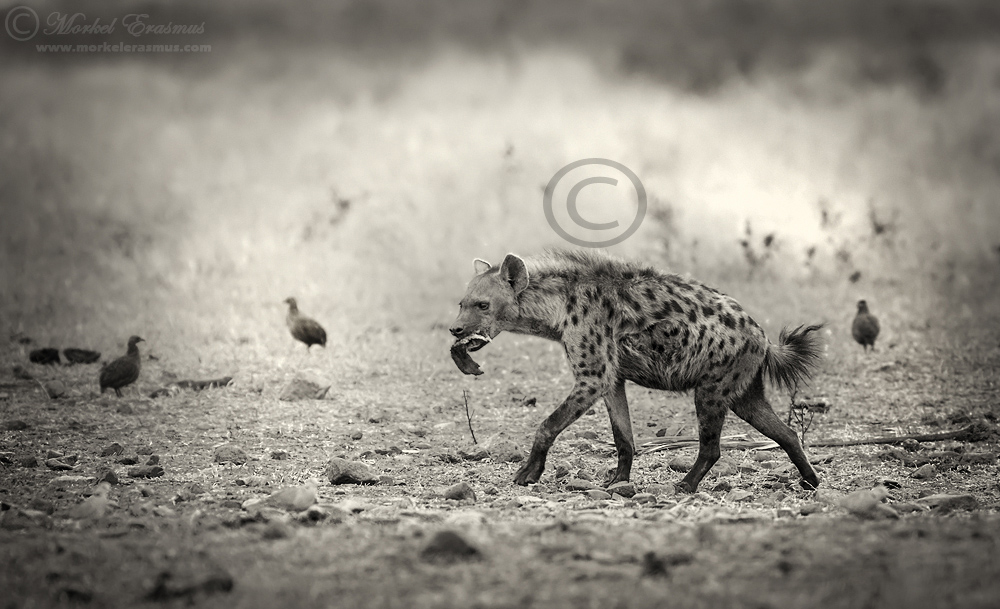 Scavenger Stroll