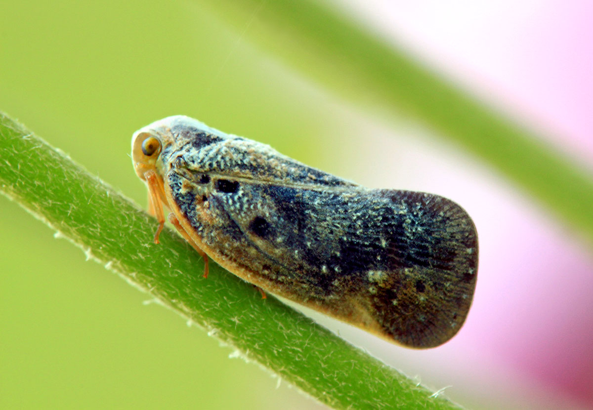 Planthopper