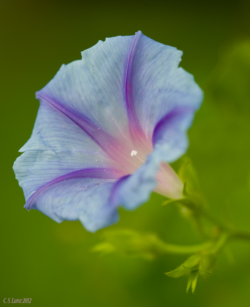 Morning Glory