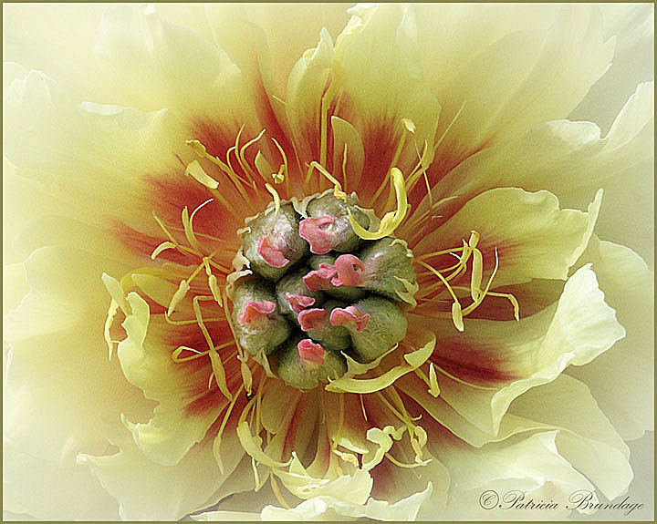 High Noon = Tree Peony
