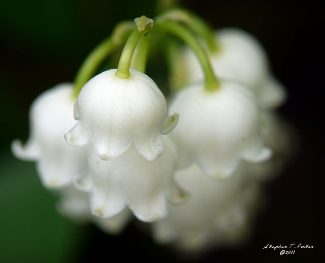 Lily of the Valley