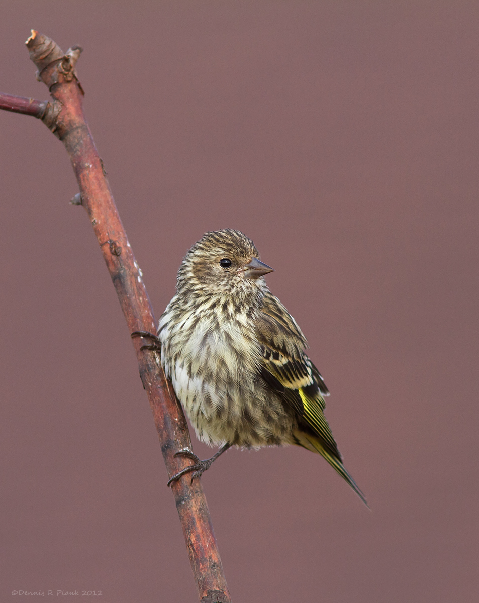 Pine Siskin