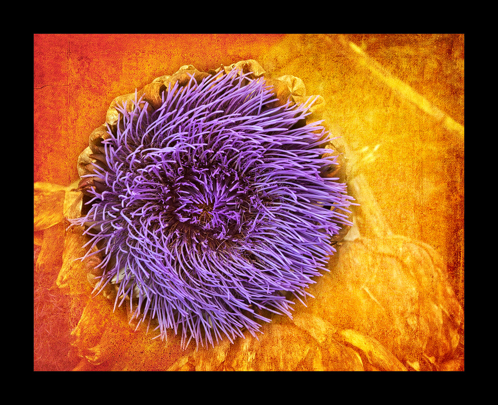 Flowering Artichoke