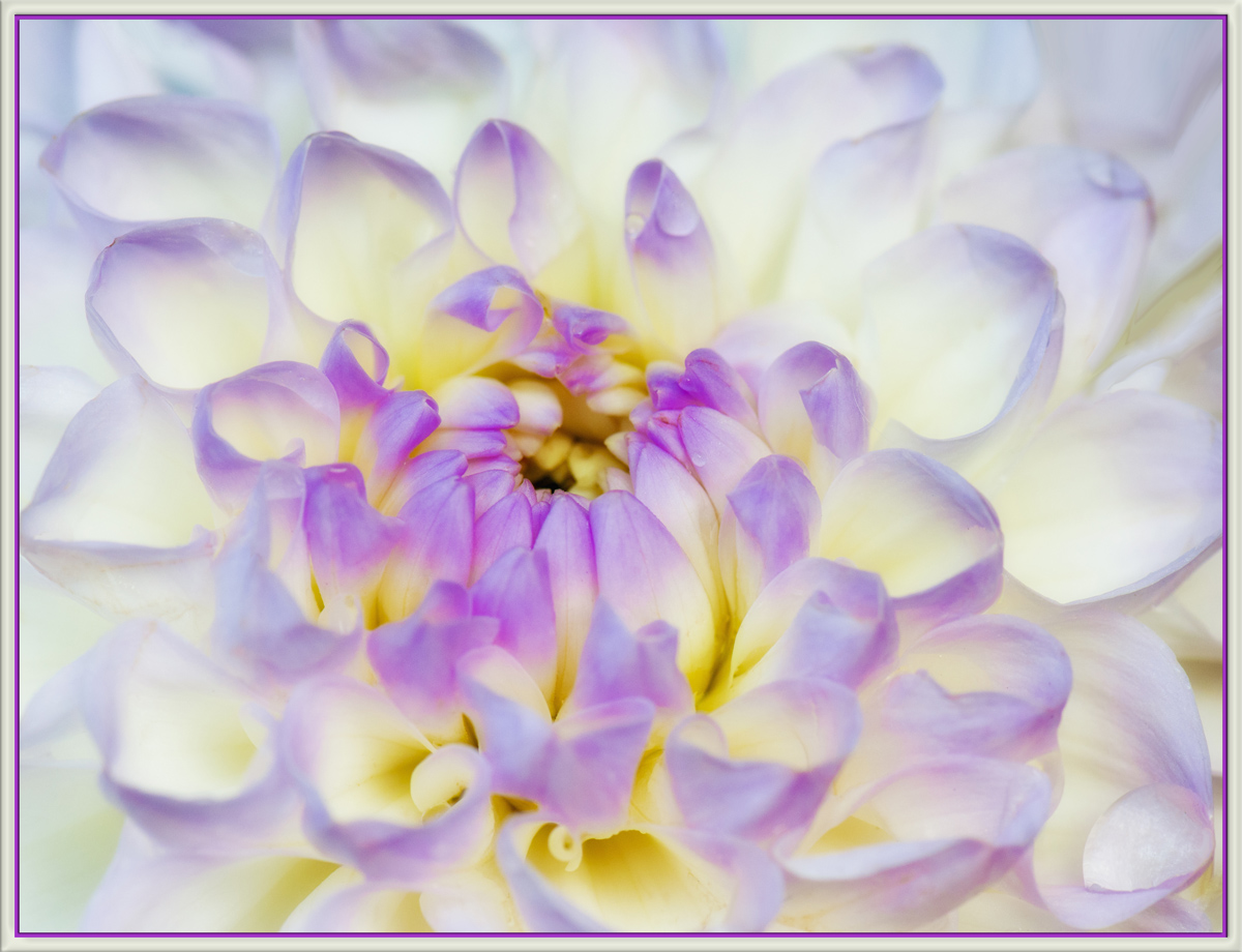 Dahlia 47
