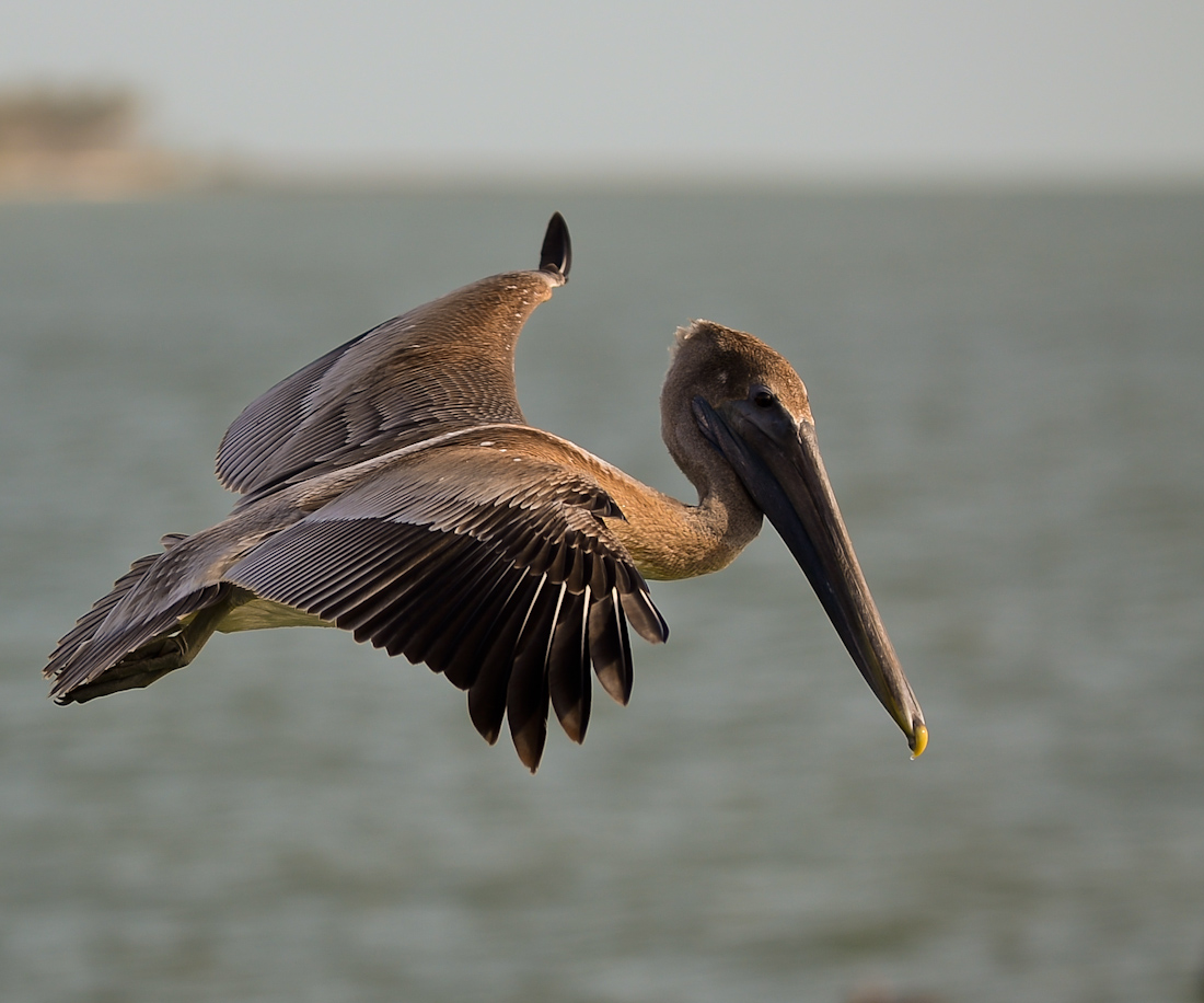 Pelican in flight