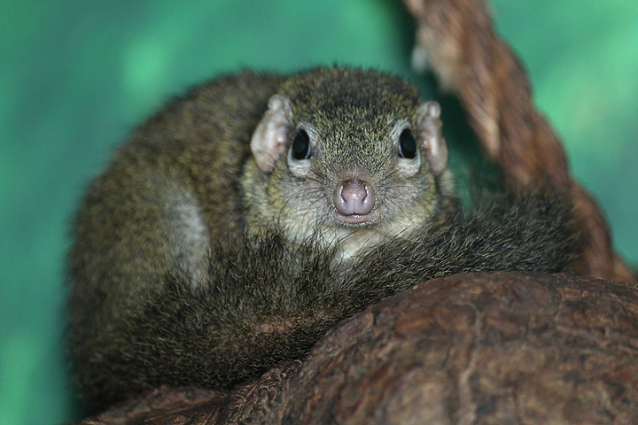 Tree Shrew
