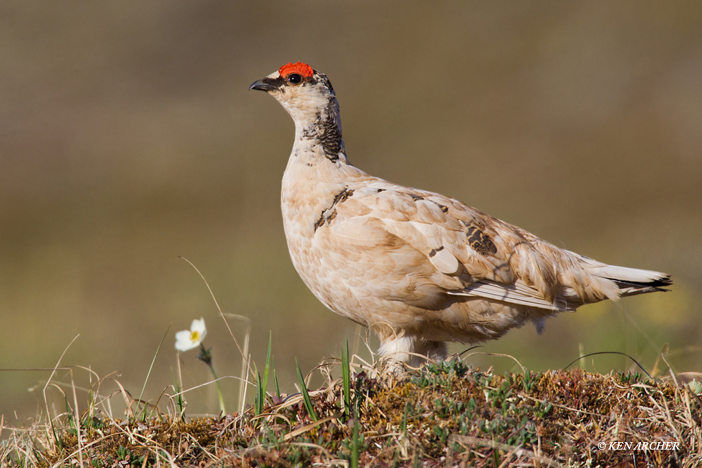 Rock Ptarmigan (male)