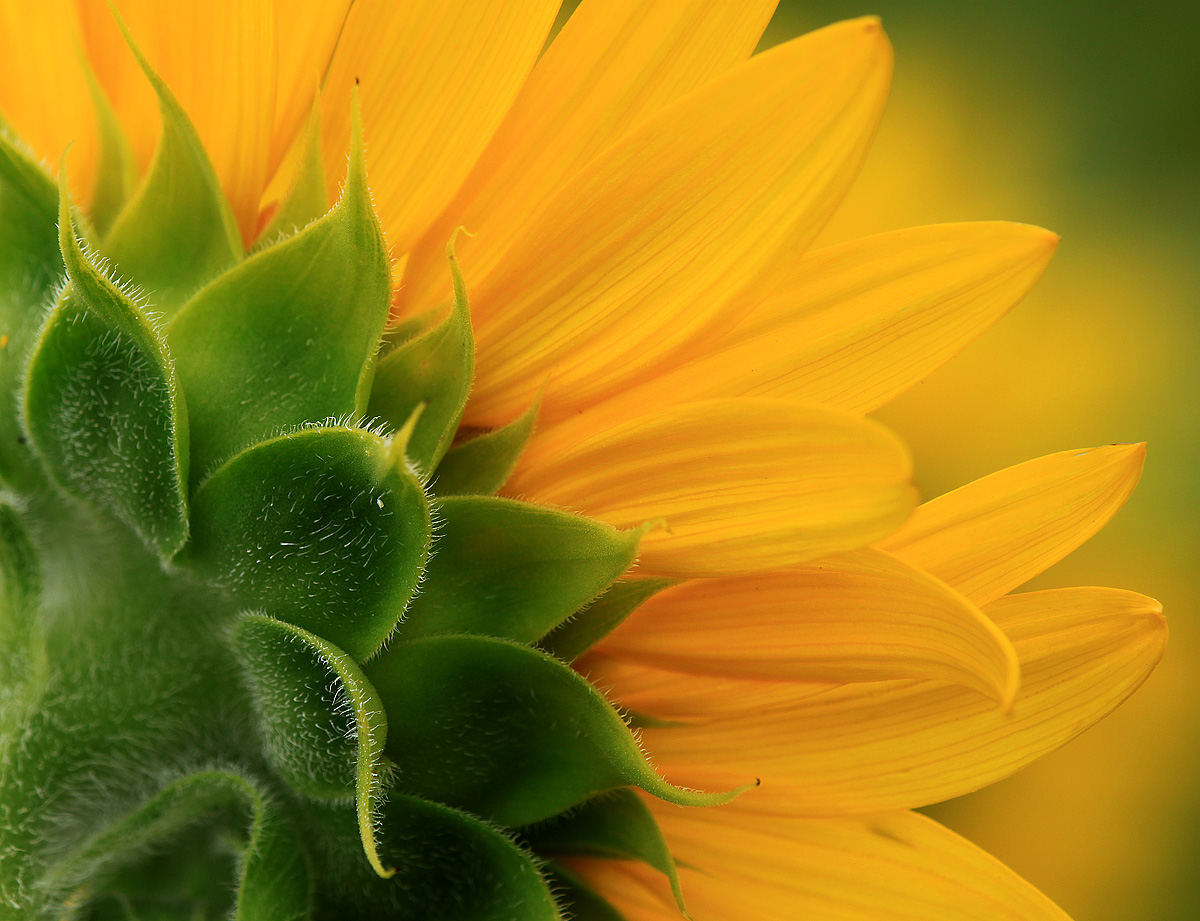 Sunflower, back view